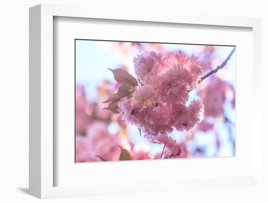 Washington Park Arboretum, spring blooms, Seattle, Washington State, USA-Stuart Westmorland-Framed Photographic Print