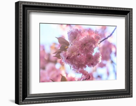 Washington Park Arboretum, spring blooms, Seattle, Washington State, USA-Stuart Westmorland-Framed Photographic Print