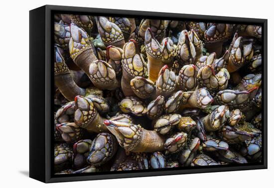 Washington, Pattern of Gooseneck Barnacles on an Olympic Coast Rocky Intertidal Shore-Gary Luhm-Framed Premier Image Canvas