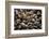 Washington, Pattern of Gooseneck Barnacles on an Olympic Coast Rocky Intertidal Shore-Gary Luhm-Framed Photographic Print