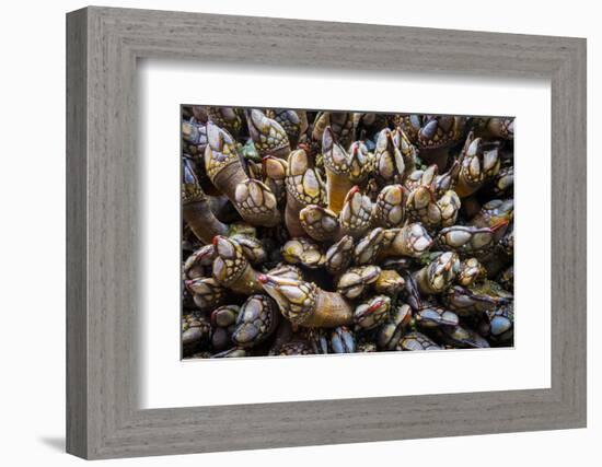 Washington, Pattern of Gooseneck Barnacles on an Olympic Coast Rocky Intertidal Shore-Gary Luhm-Framed Photographic Print