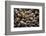 Washington, Pattern of Gooseneck Barnacles on an Olympic Coast Rocky Intertidal Shore-Gary Luhm-Framed Photographic Print