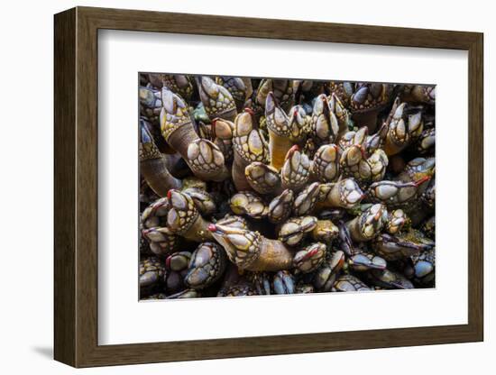 Washington, Pattern of Gooseneck Barnacles on an Olympic Coast Rocky Intertidal Shore-Gary Luhm-Framed Photographic Print