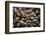 Washington, Pattern of Gooseneck Barnacles on an Olympic Coast Rocky Intertidal Shore-Gary Luhm-Framed Photographic Print