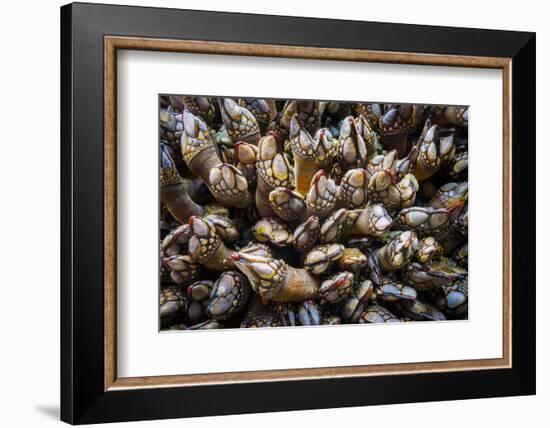 Washington, Pattern of Gooseneck Barnacles on an Olympic Coast Rocky Intertidal Shore-Gary Luhm-Framed Photographic Print