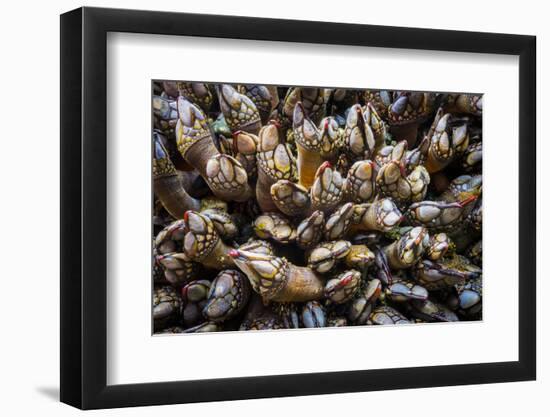 Washington, Pattern of Gooseneck Barnacles on an Olympic Coast Rocky Intertidal Shore-Gary Luhm-Framed Photographic Print