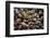 Washington, Pattern of Gooseneck Barnacles on an Olympic Coast Rocky Intertidal Shore-Gary Luhm-Framed Photographic Print