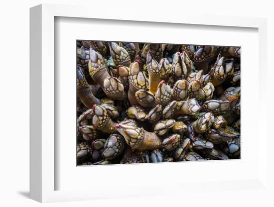 Washington, Pattern of Gooseneck Barnacles on an Olympic Coast Rocky Intertidal Shore-Gary Luhm-Framed Photographic Print