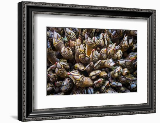 Washington, Pattern of Gooseneck Barnacles on an Olympic Coast Rocky Intertidal Shore-Gary Luhm-Framed Photographic Print