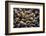 Washington, Pattern of Gooseneck Barnacles on an Olympic Coast Rocky Intertidal Shore-Gary Luhm-Framed Photographic Print