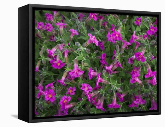 Washington, Pattern of Lewis's Monkeyflower at Mt. Rainier National Park-Gary Luhm-Framed Premier Image Canvas