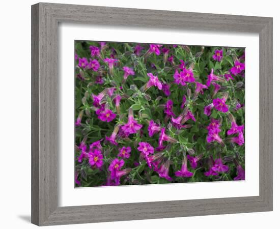 Washington, Pattern of Lewis's Monkeyflower at Mt. Rainier National Park-Gary Luhm-Framed Photographic Print