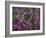 Washington, Pattern of Lewis's Monkeyflower at Mt. Rainier National Park-Gary Luhm-Framed Photographic Print