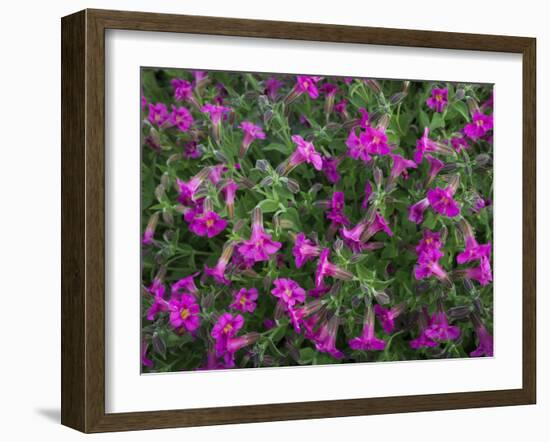 Washington, Pattern of Lewis's Monkeyflower at Mt. Rainier National Park-Gary Luhm-Framed Photographic Print