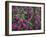 Washington, Pattern of Lewis's Monkeyflower at Mt. Rainier National Park-Gary Luhm-Framed Photographic Print