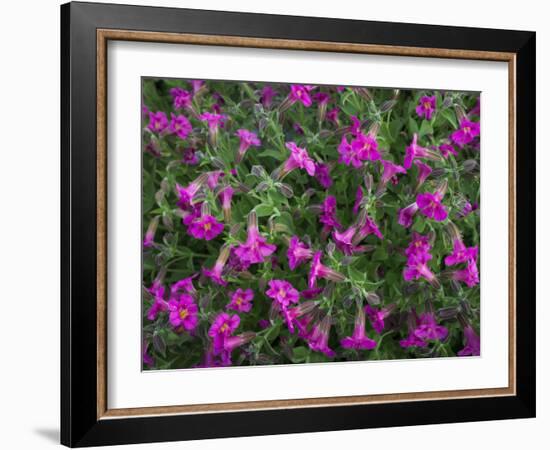 Washington, Pattern of Lewis's Monkeyflower at Mt. Rainier National Park-Gary Luhm-Framed Photographic Print