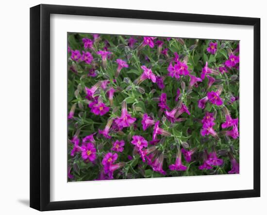 Washington, Pattern of Lewis's Monkeyflower at Mt. Rainier National Park-Gary Luhm-Framed Photographic Print