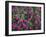 Washington, Pattern of Lewis's Monkeyflower at Mt. Rainier National Park-Gary Luhm-Framed Photographic Print