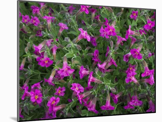 Washington, Pattern of Lewis's Monkeyflower at Mt. Rainier National Park-Gary Luhm-Mounted Photographic Print