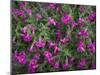 Washington, Pattern of Lewis's Monkeyflower at Mt. Rainier National Park-Gary Luhm-Mounted Photographic Print