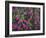 Washington, Pattern of Lewis's Monkeyflower at Mt. Rainier National Park-Gary Luhm-Framed Photographic Print