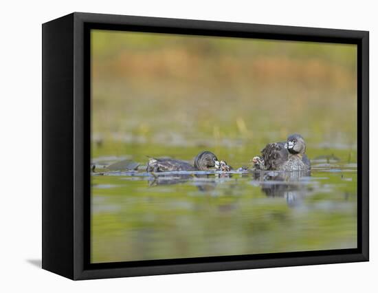 Washington, Pied-Bill Grebe Adult Brings Food Item to Newly-Hatched Chicks-Gary Luhm-Framed Premier Image Canvas