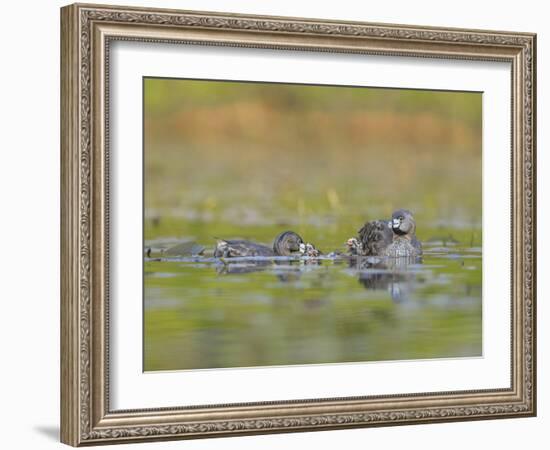 Washington, Pied-Bill Grebe Adult Brings Food Item to Newly-Hatched Chicks-Gary Luhm-Framed Photographic Print
