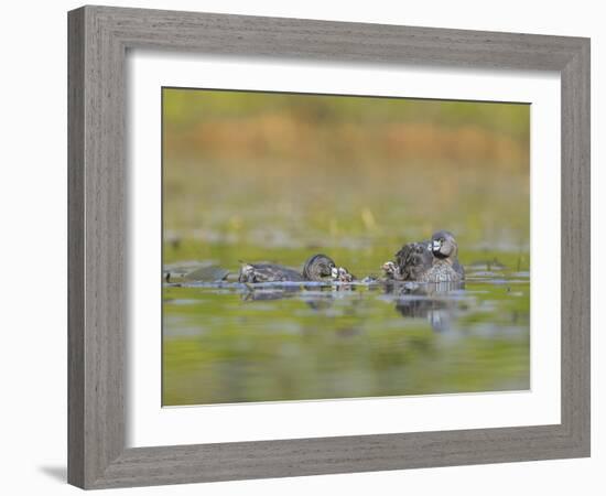 Washington, Pied-Bill Grebe Adult Brings Food Item to Newly-Hatched Chicks-Gary Luhm-Framed Photographic Print