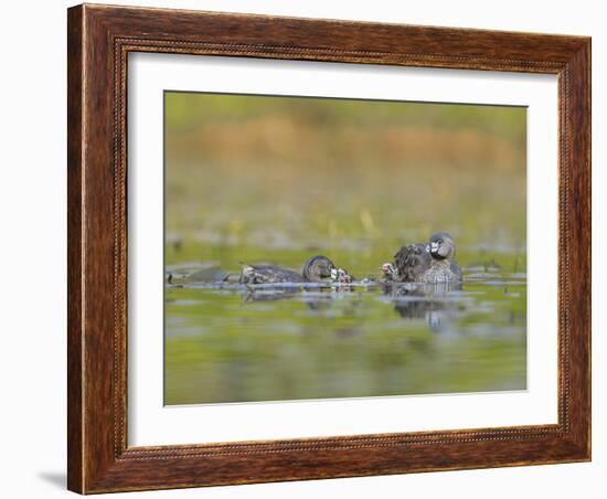 Washington, Pied-Bill Grebe Adult Brings Food Item to Newly-Hatched Chicks-Gary Luhm-Framed Photographic Print