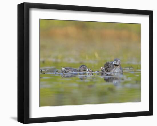 Washington, Pied-Bill Grebe Adult Brings Food Item to Newly-Hatched Chicks-Gary Luhm-Framed Photographic Print