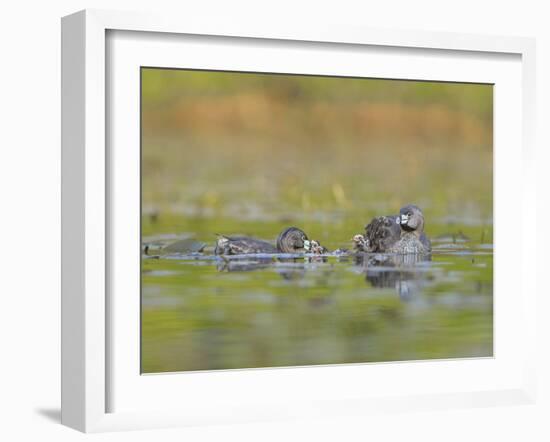 Washington, Pied-Bill Grebe Adult Brings Food Item to Newly-Hatched Chicks-Gary Luhm-Framed Photographic Print