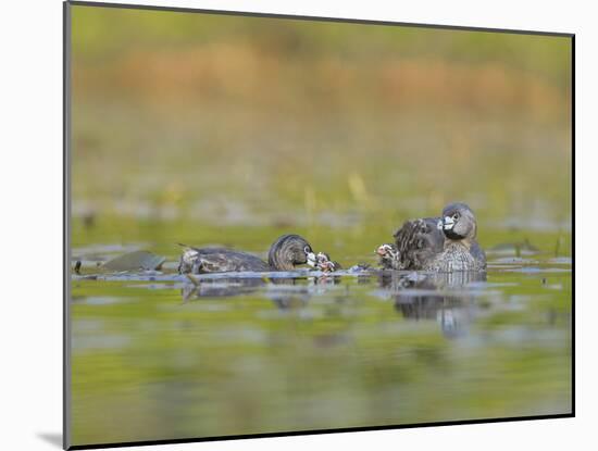 Washington, Pied-Bill Grebe Adult Brings Food Item to Newly-Hatched Chicks-Gary Luhm-Mounted Photographic Print