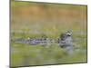 Washington, Pied-Bill Grebe Adult Brings Food Item to Newly-Hatched Chicks-Gary Luhm-Mounted Photographic Print