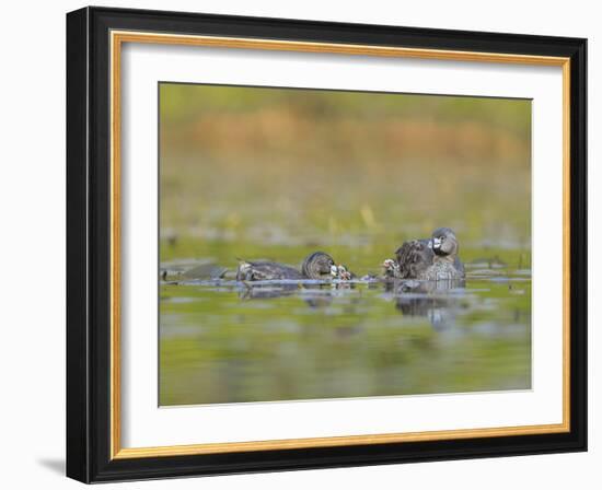 Washington, Pied-Bill Grebe Adult Brings Food Item to Newly-Hatched Chicks-Gary Luhm-Framed Photographic Print