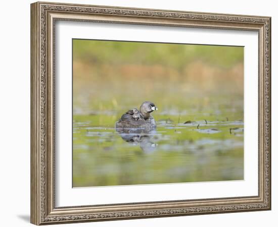 Washington, Pied-Bill Grebe Adult Floats on the Water with Two Newly-Hatched Chicks Aboard-Gary Luhm-Framed Photographic Print