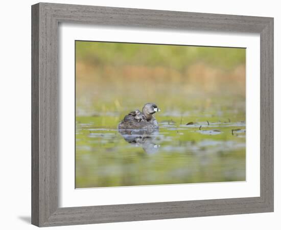 Washington, Pied-Bill Grebe Adult Floats on the Water with Two Newly-Hatched Chicks Aboard-Gary Luhm-Framed Photographic Print