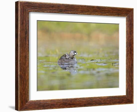 Washington, Pied-Bill Grebe Adult Floats on the Water with Two Newly-Hatched Chicks Aboard-Gary Luhm-Framed Photographic Print