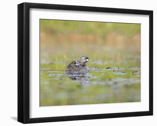 Washington, Pied-Bill Grebe Adult Floats on the Water with Two Newly-Hatched Chicks Aboard-Gary Luhm-Framed Photographic Print