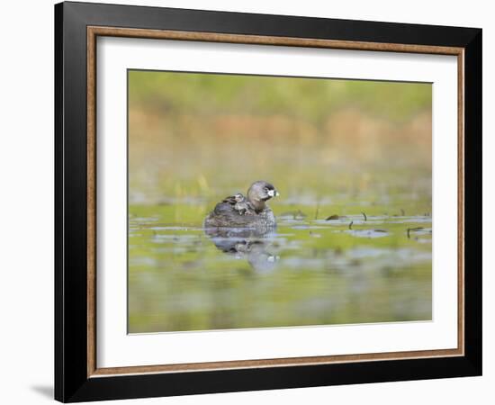 Washington, Pied-Bill Grebe Adult Floats on the Water with Two Newly-Hatched Chicks Aboard-Gary Luhm-Framed Photographic Print