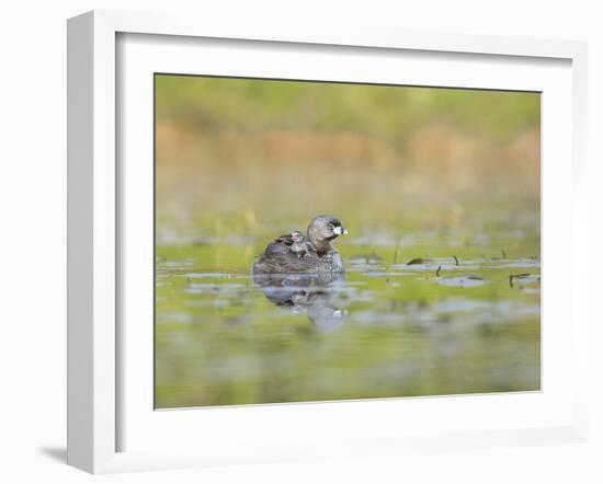 Washington, Pied-Bill Grebe Adult Floats on the Water with Two Newly-Hatched Chicks Aboard-Gary Luhm-Framed Photographic Print