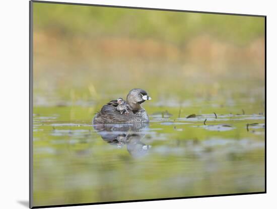 Washington, Pied-Bill Grebe Adult Floats on the Water with Two Newly-Hatched Chicks Aboard-Gary Luhm-Mounted Photographic Print