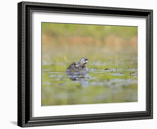 Washington, Pied-Bill Grebe Adult Floats on the Water with Two Newly-Hatched Chicks Aboard-Gary Luhm-Framed Photographic Print