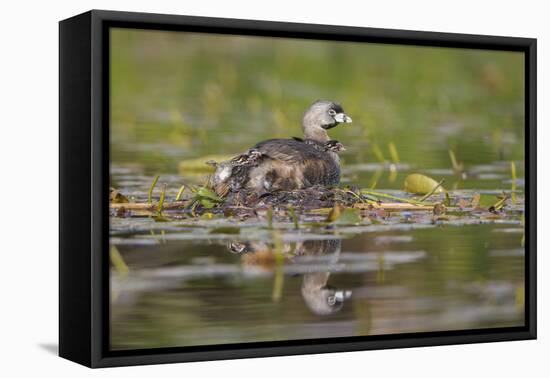 Washington, Pied-Bill Grebe Adult on Nest, with Three Squirming, Newly-Hatched Chicks-Gary Luhm-Framed Premier Image Canvas