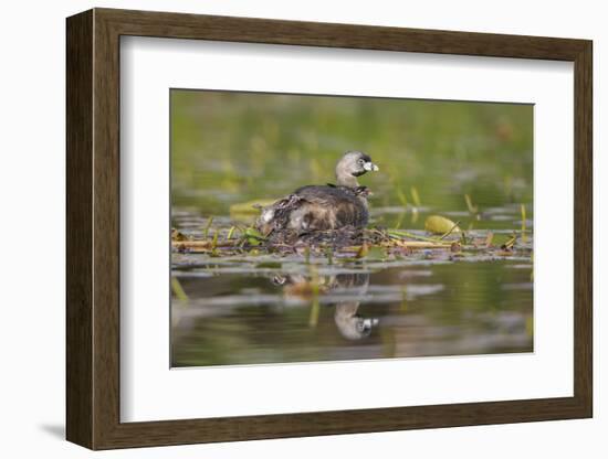 Washington, Pied-Bill Grebe Adult on Nest, with Three Squirming, Newly-Hatched Chicks-Gary Luhm-Framed Photographic Print