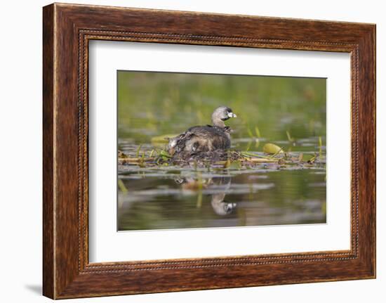 Washington, Pied-Bill Grebe Adult on Nest, with Three Squirming, Newly-Hatched Chicks-Gary Luhm-Framed Photographic Print