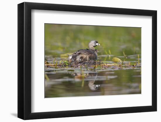 Washington, Pied-Bill Grebe Adult on Nest, with Three Squirming, Newly-Hatched Chicks-Gary Luhm-Framed Photographic Print