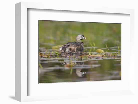 Washington, Pied-Bill Grebe Adult on Nest, with Three Squirming, Newly-Hatched Chicks-Gary Luhm-Framed Photographic Print