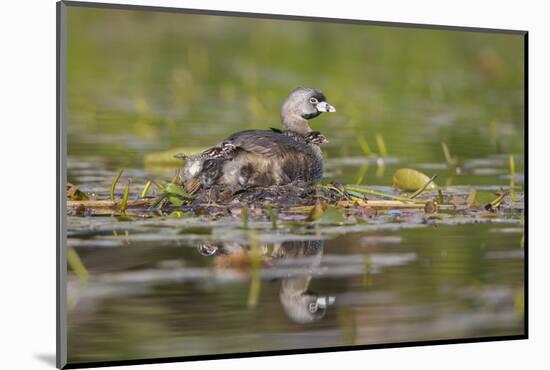 Washington, Pied-Bill Grebe Adult on Nest, with Three Squirming, Newly-Hatched Chicks-Gary Luhm-Mounted Photographic Print