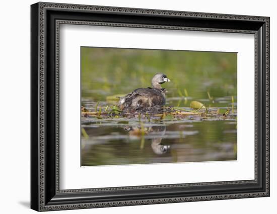 Washington, Pied-Bill Grebe Adult on Nest, with Three Squirming, Newly-Hatched Chicks-Gary Luhm-Framed Photographic Print