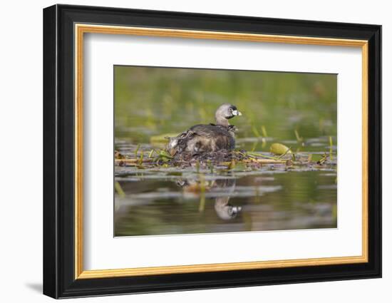 Washington, Pied-Bill Grebe Adult on Nest, with Three Squirming, Newly-Hatched Chicks-Gary Luhm-Framed Photographic Print